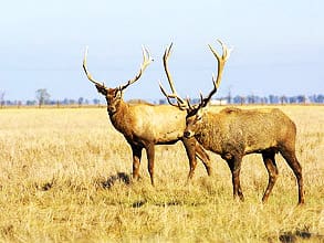 Дунайский биосферный заповедник