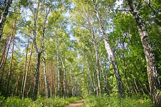 Великоанадольский лес